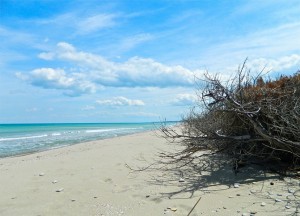 spiagge del molise : marina di petacciato
